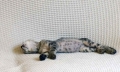 Домашняя кошка - Фото: 1