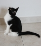 Домашняя кошка - Фото: 5