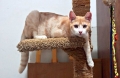 Домашняя кошка - Фото: 2